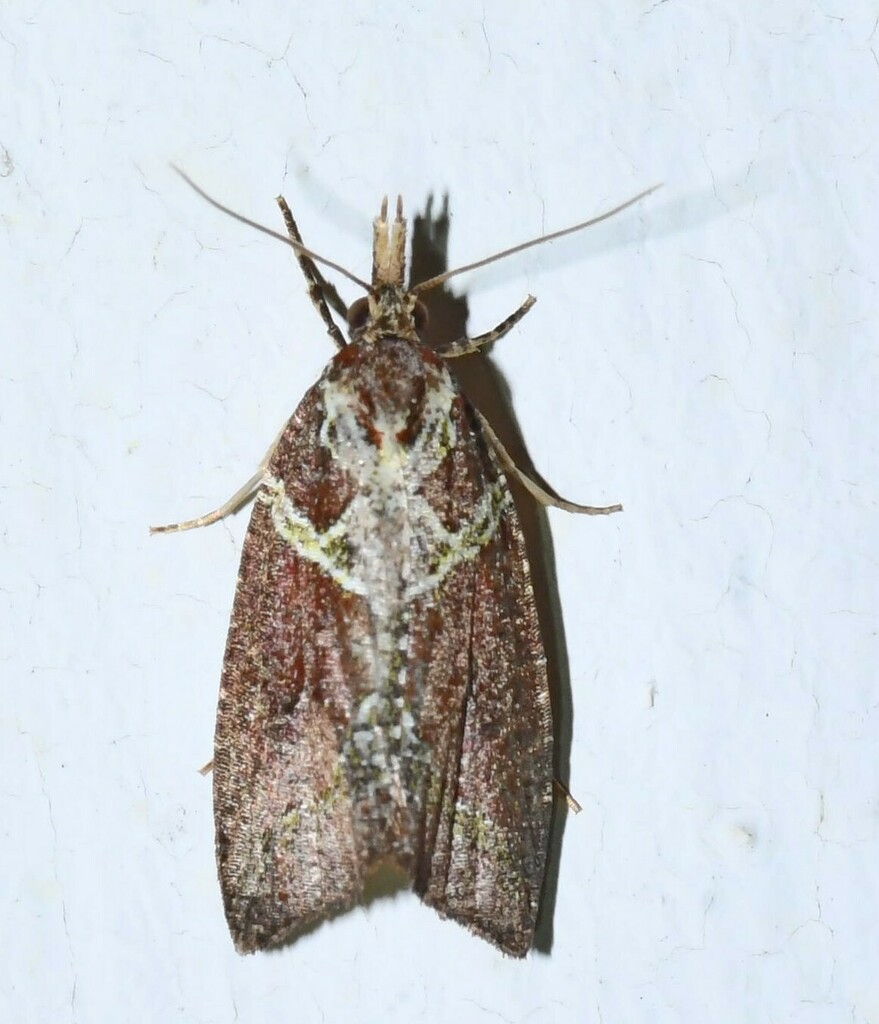 Seticosta