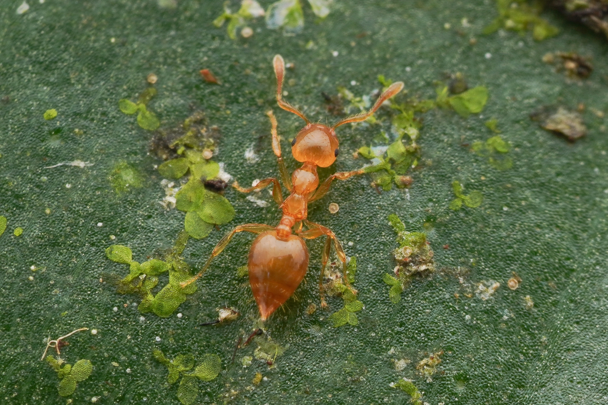 Crematogaster bandarensis