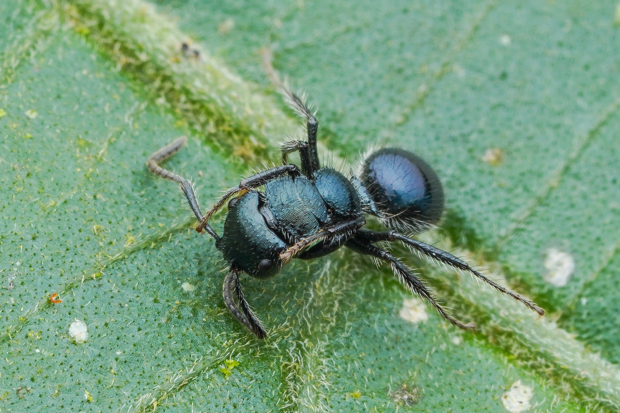 Echinopla deceptor
