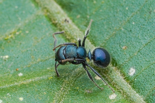 Echinopla deceptorEchinopla deceptor