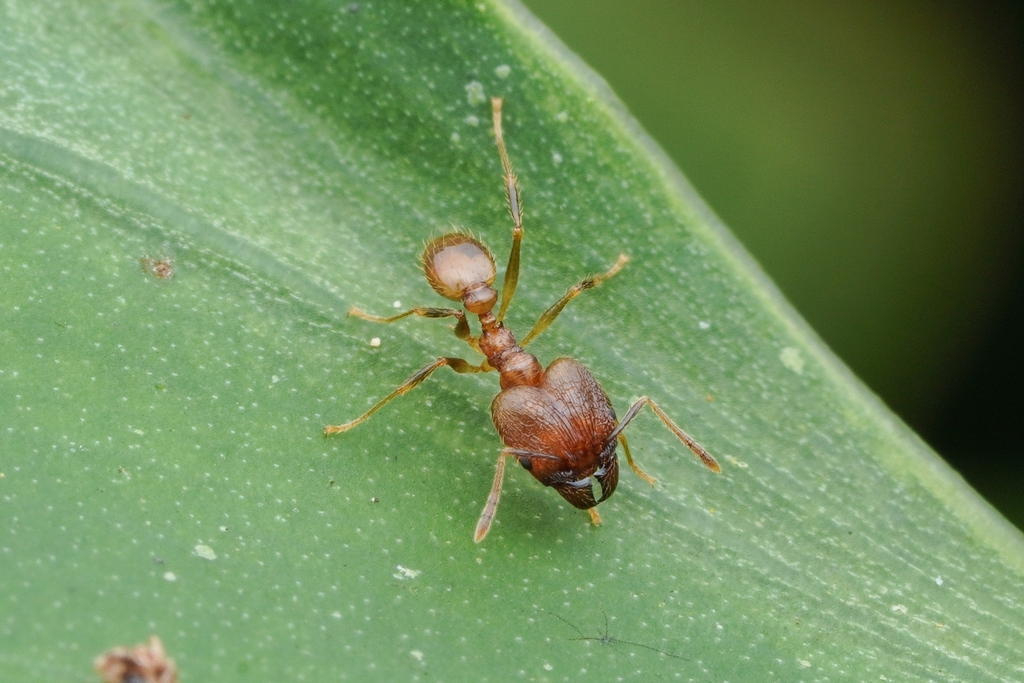 Harvester-ant