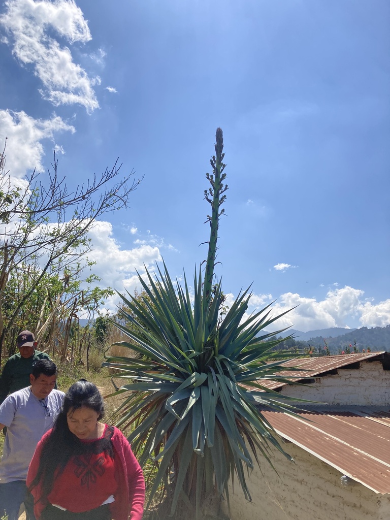 Furcraea quicheensis (Mecate Giant Agave) – Kompletný sprievodca pestovaním a ošetrovaním.