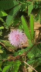 Mimosa pudica