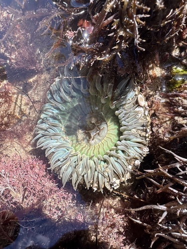 Sunburst Anemone, photo 2 of 8