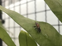 Apis florea
