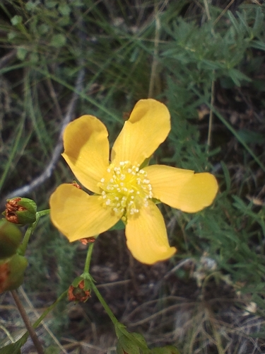 Hypericum connatum (Hypericum connatum)