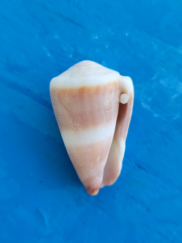 Conus lividus observed 2025-03-08