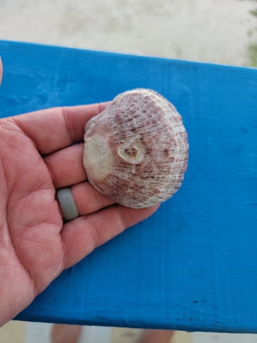 Spondylus observed 2025-03-08