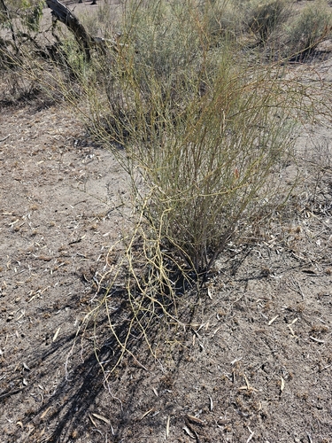 Image of Duma florulenta by (c) Michael McBain, some rights reserved (CC BY)