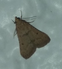 Bostra obsoletalis