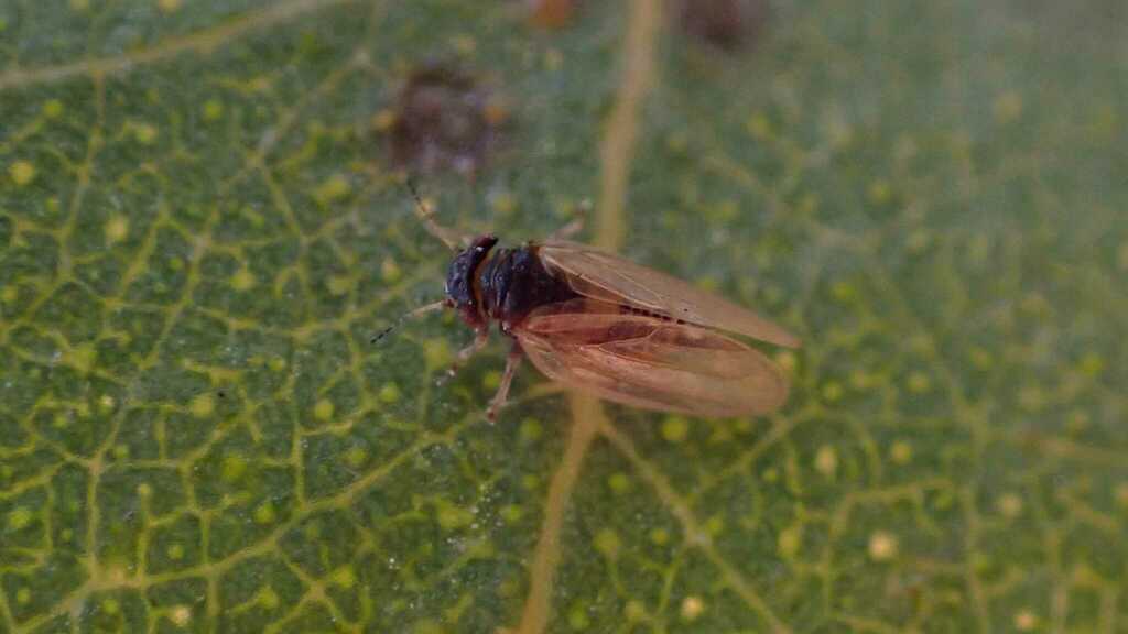 Ctenarytaina peregrina