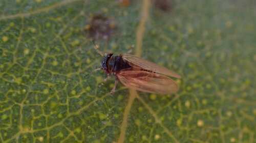 Ctenarytaina peregrina