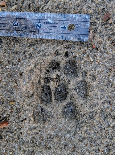 Coyote photographed in Missouri