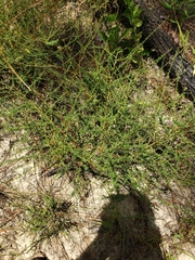 Ceanothus microphyllus