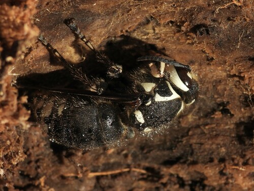 Photo of Bald-faced Hornet (Dolichovespula maculata)