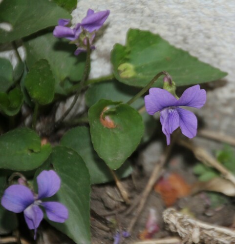 Great Plains riverside violet (Viola retusa)