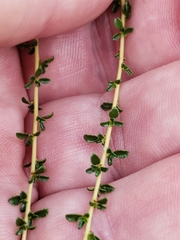 Ceanothus microphyllus