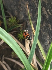 Hippodamia oregonensis
