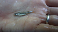 Notropis texanus