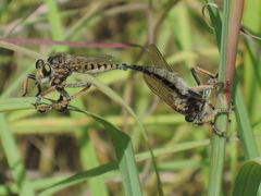 Promachus vertebratus