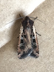 Euxoa ochrogaster