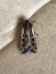 Euxoa ochrogaster