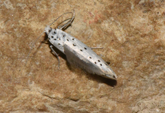 Yponomeuta malinellus