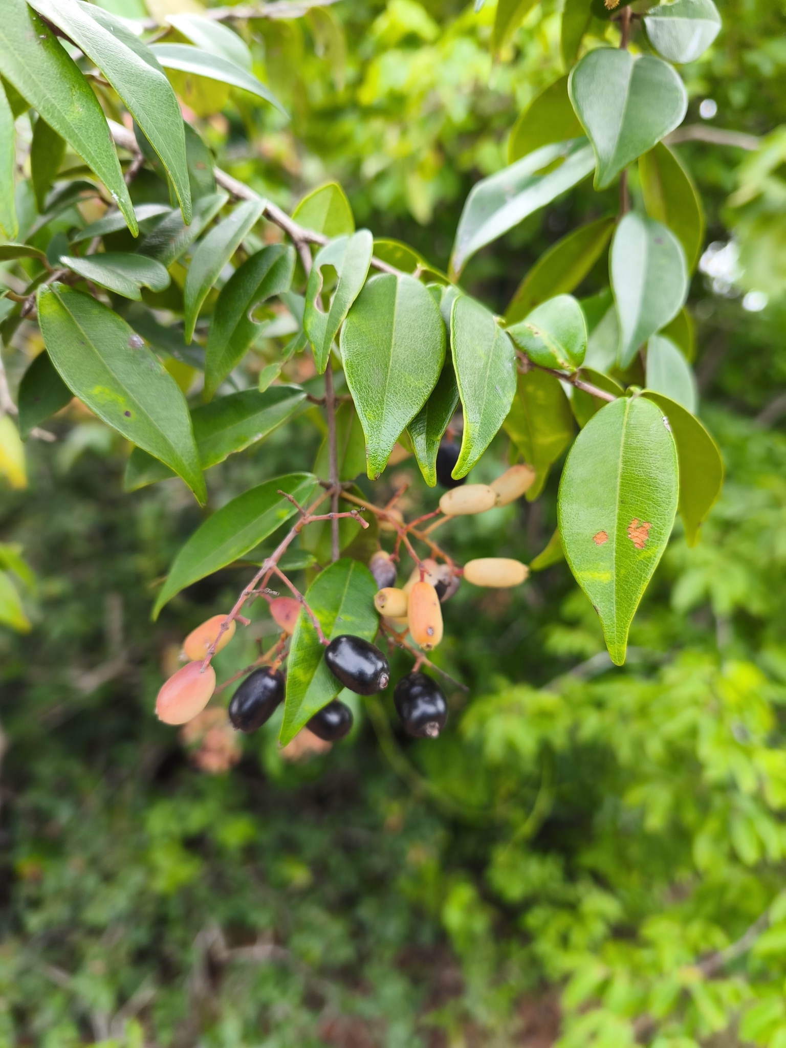 Imagem de Pedra-ume-caá