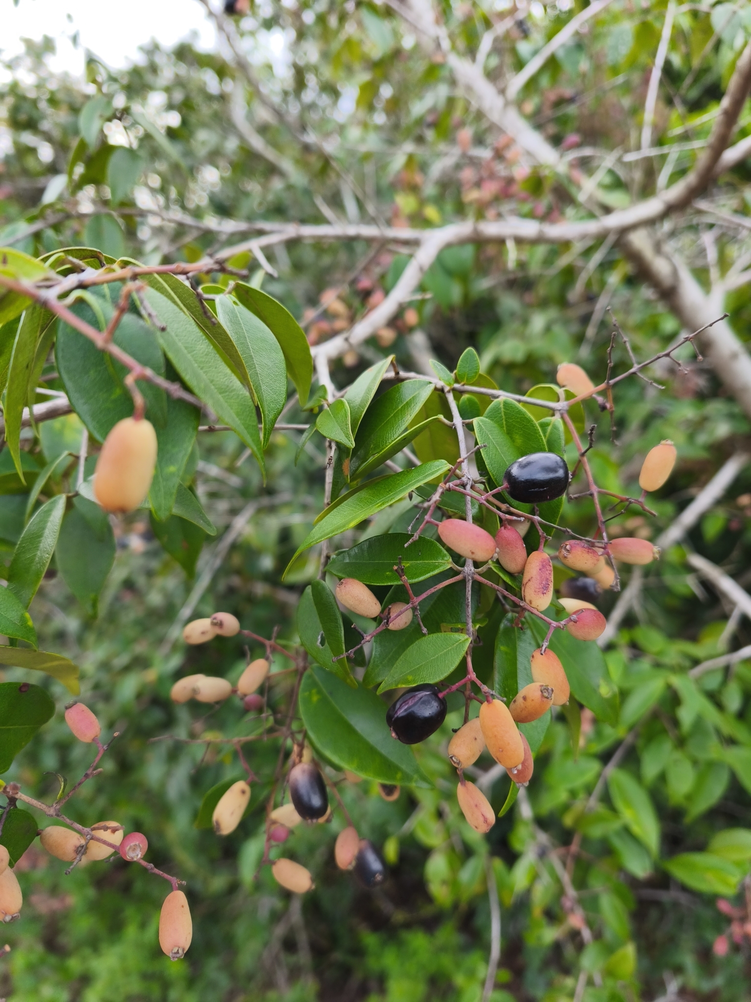 Imagem de Pedra-ume-caá