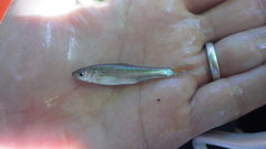 Hybognathus nuchalis