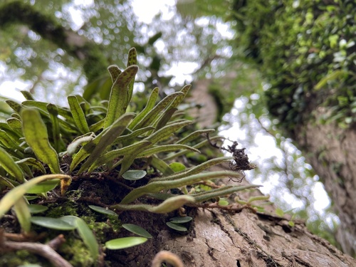 Pyrrosia linearifolia iNat (3)
