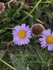 Erigeron glacialis glacialis