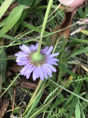 Erigeron glacialis glacialis