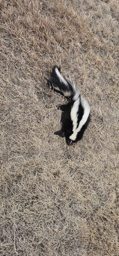 Striped Skunk