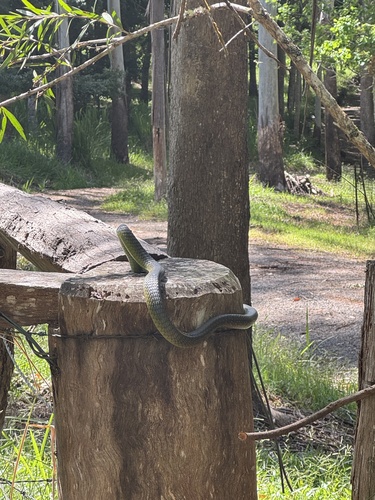 Common Tree Snake sighting