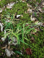 Chasmanthium ornithorhynchum