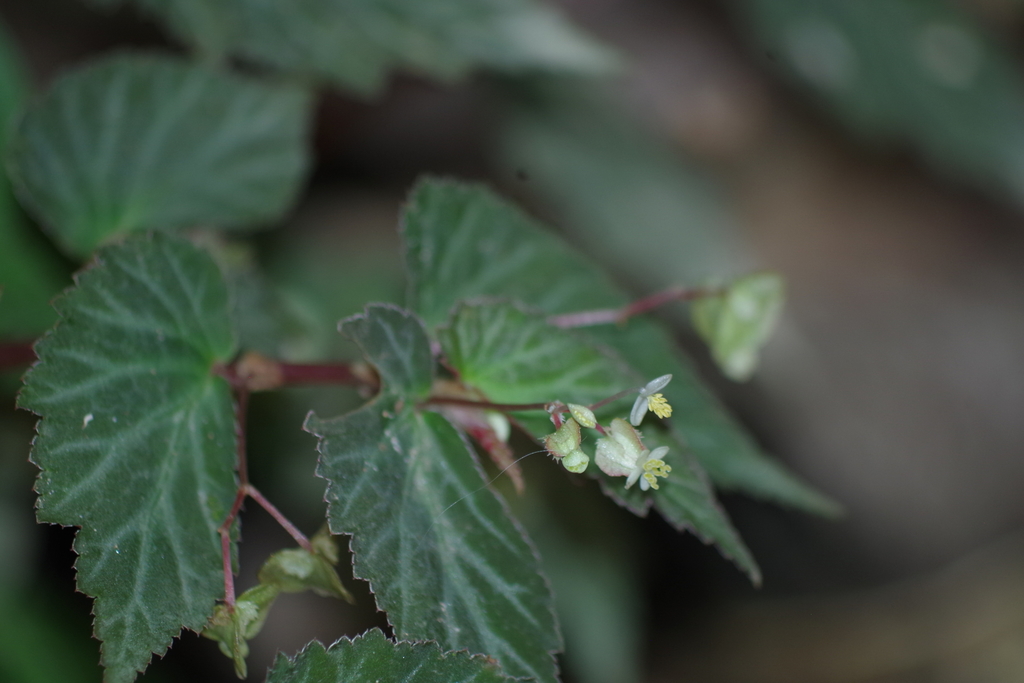 Begonia semiovata