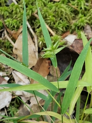 Chasmanthium ornithorhynchum