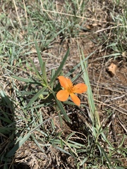Talinum aurantiacum
