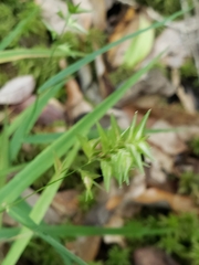 Chasmanthium ornithorhynchum