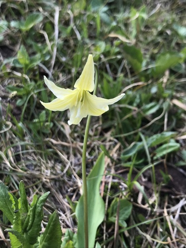 Glacier Lily