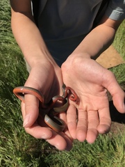 Diadophis punctatus modestus