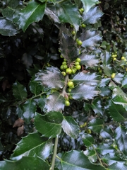 Ilex × meserveae