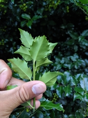 Ilex × meserveae