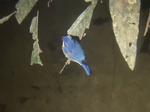 Papamoscas Malayo (Cyornis turcosus)