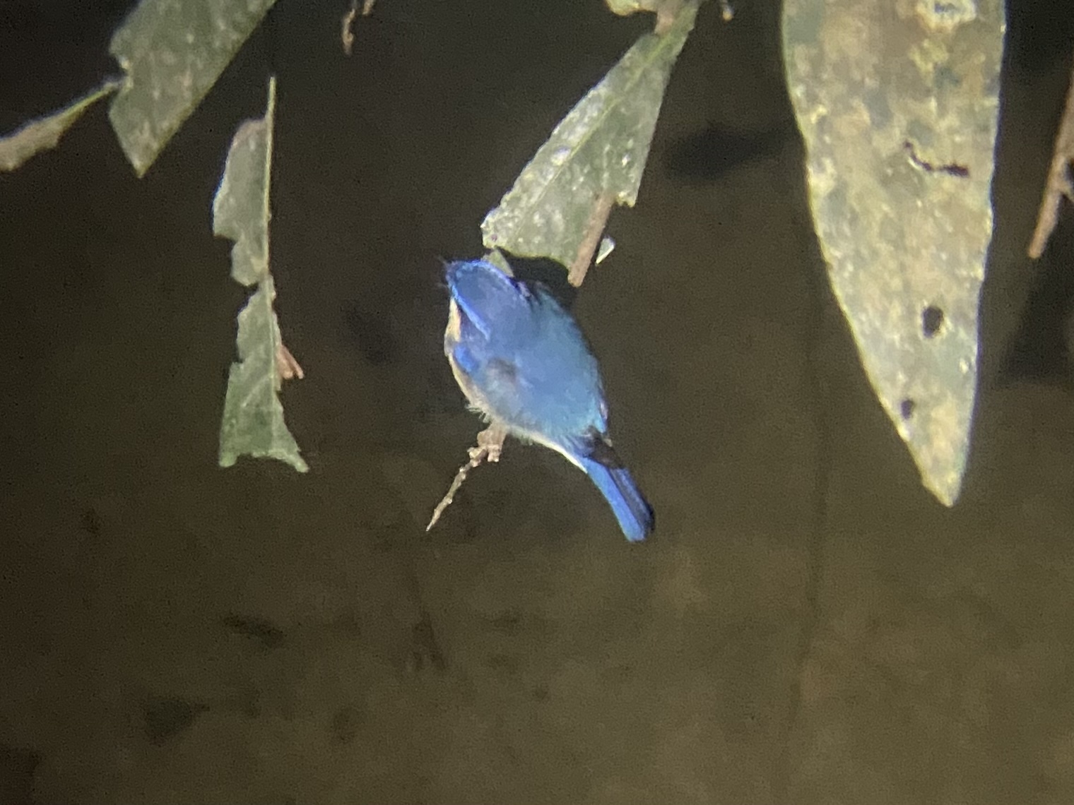 Malaysian Blue Flycatcher (Cyornis turcosus), photo 2