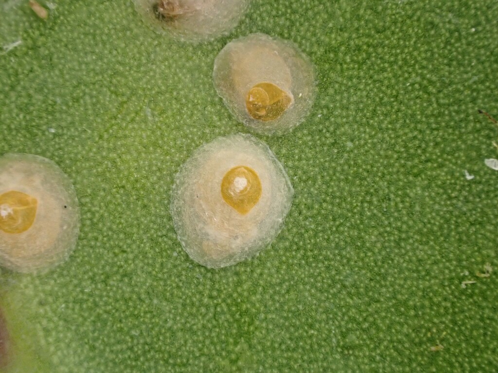 Oleander Scale