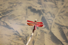 Neurothemis ramburii