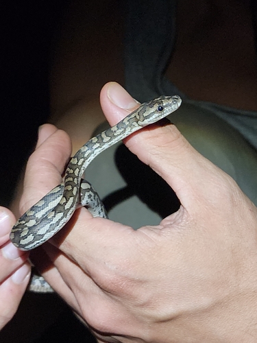 Coastal Carpet Python sighting