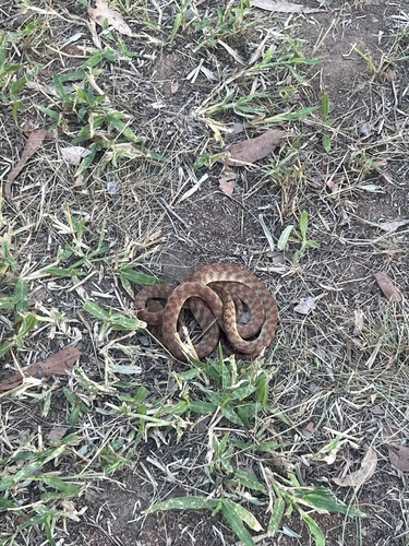 Brown Tree Snake sighting